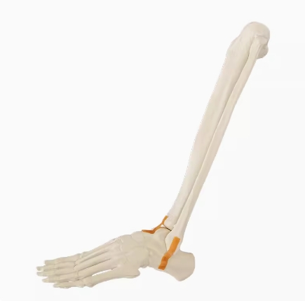 骨科手术练习用假骨-踝关节