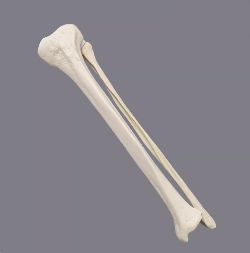骨科手术练习用假骨-胫腓骨仿真骨