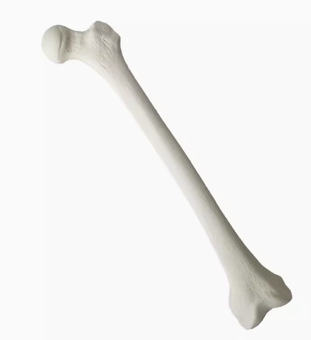 骨科手术练习用假骨-股骨