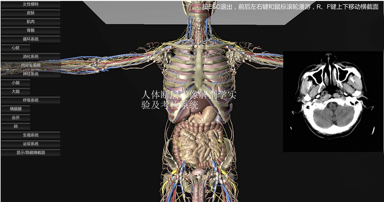 人体断层影像解剖学实验及考核系统
