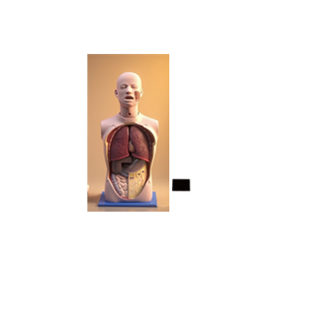 多功能透明洗胃模型(含流程考核软件）