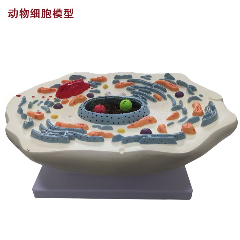 动物细胞模型