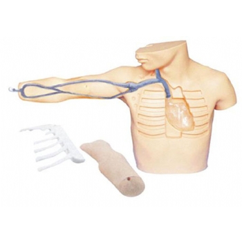 JD/L67A外周穿刺、中心静脉穿刺插管模型