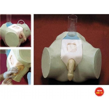 高级男性膀胱穿刺模型