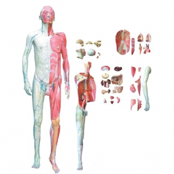人体全身解剖层次分解模型