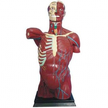 人体躯干肌肉解剖模型