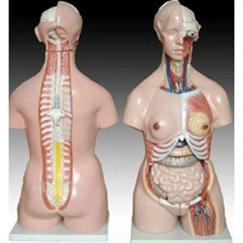 两性人体半身躯干模型