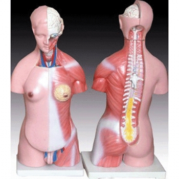 两性人体半身躯干模型
