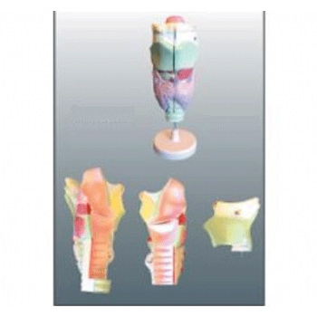 喉软骨及喉肌解剖放大模型