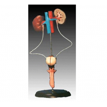 男性泌尿生殖系统模型