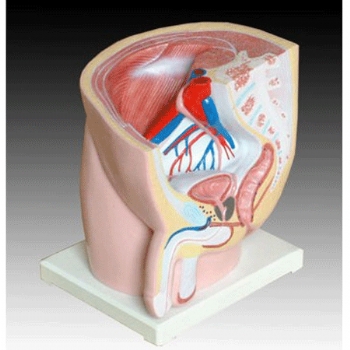 男性盆腔矢状切面模型