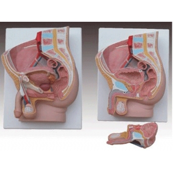 男性盆腔矢状切面模型