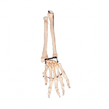 手掌骨带尺骨与桡骨模型
