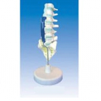 腰骶椎解剖与脊神经关系模型