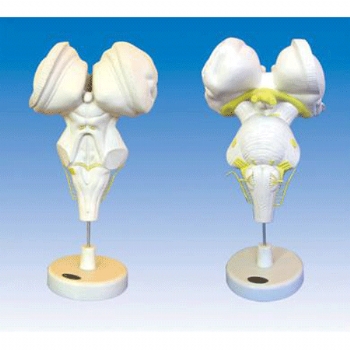 脑干放大模型