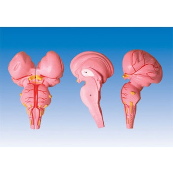 脑干矢状切面模型