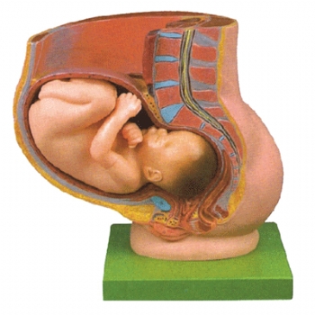 骨盆妊娠发育过程模型