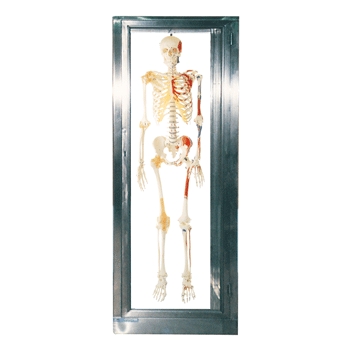 FYCR-S23不锈钢骨骼标本柜