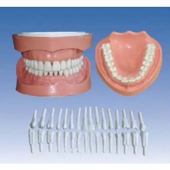 可卸式有根标准牙模型