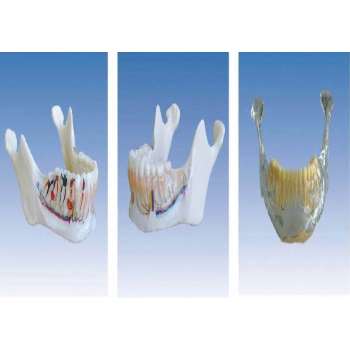 下颌骨解剖模型