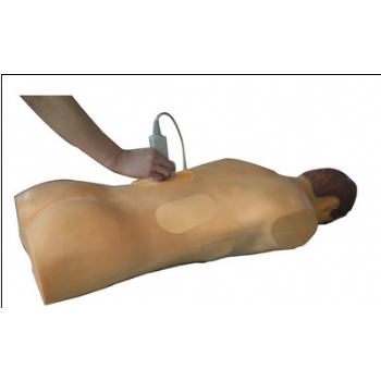 高仿真超声、X线引导经皮穿刺肾镜技能训练人体模型Ⅱ