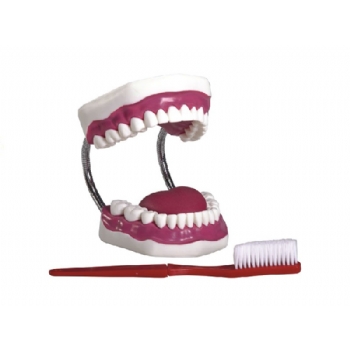 牙护理保健模型（28颗牙，放大5倍）