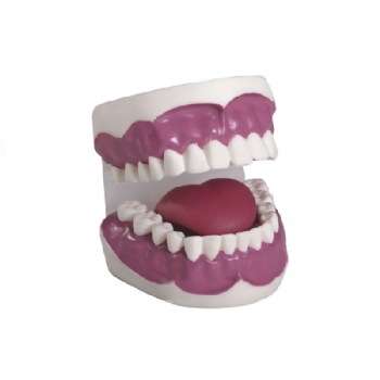 牙护理保健模型（28颗牙，放大3倍）