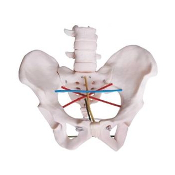 骨盆测量示教模型