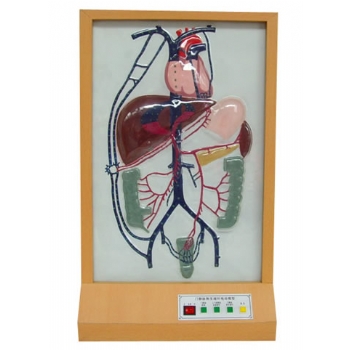 门静脉侧支循环电动模型