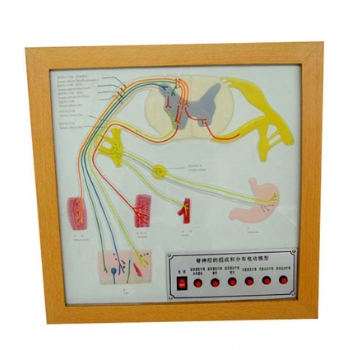 脊神经的组成和分布电动模型