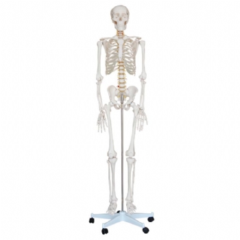 人体骨骼模型（男）（不锈钢支架）