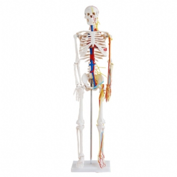 人体骨骼带血管神经模型