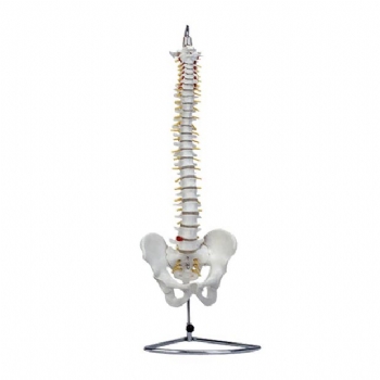 人体脊椎带骨盆模型（不可弯曲）
