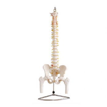 人体脊椎带骨盆附半腿骨模型（可弯曲）