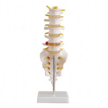 腰椎带尾骨模型