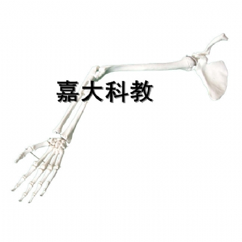 手臂骨、肩胛骨、锁骨模型