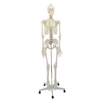人体骨骼模型（女 ）
