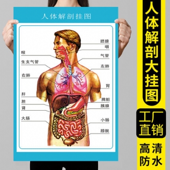 人体解剖挂图-上海嘉大科教设备有限公司