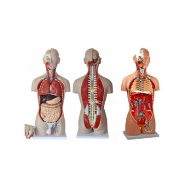 人体解剖学模型