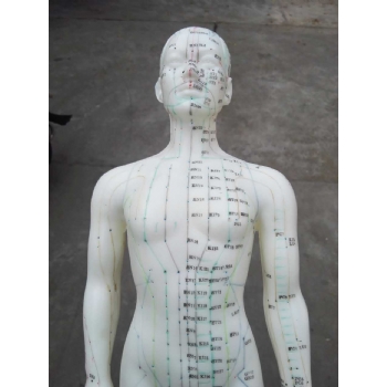 60cm人体针灸模型（白色）（中文/英代）