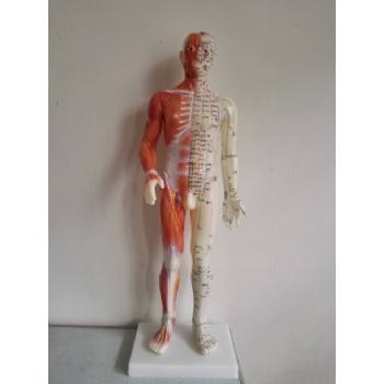 60cm人体针灸模型（半肌肉）（中文/英代）