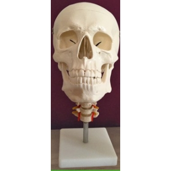 头骨带颈椎模型
