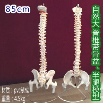 自然大脊椎附骨盆、半腿骨模型