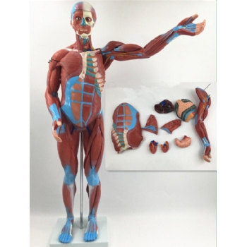 人体全身肌肉模型
