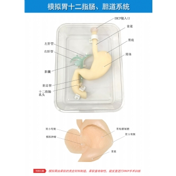 胃镜与ERCP检查训练模型