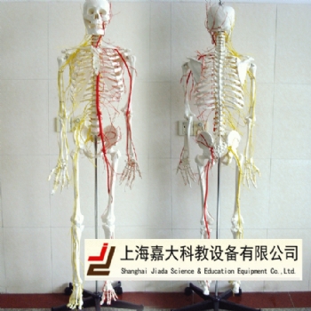 人体骨骼神血管经模型