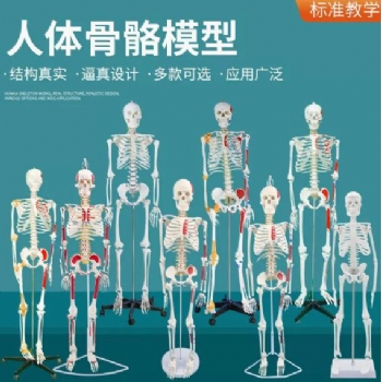 人体骨骼模型